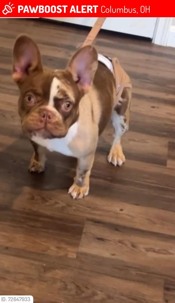 Lost Female Dog last seen Vanderberg , Columbus, OH 43204