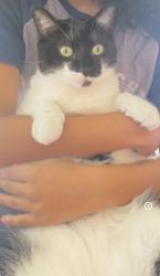 Lost Male Cat last seen Yard area, West Palm Beach, FL 33413