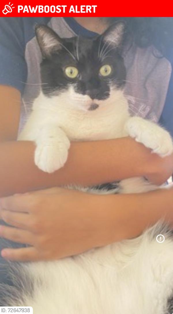 Lost Male Cat last seen Yard area, West Palm Beach, FL 33413