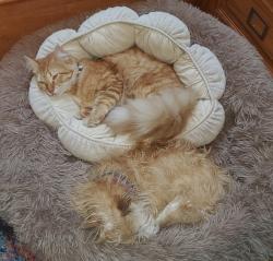 Lost Female Cat last seen Moorcreek & North Eldridge, Houston, TX 77070
