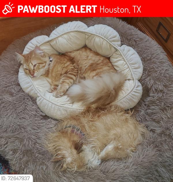 Lost Female Cat last seen Moorcreek & North Eldridge, Houston, TX 77070