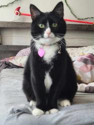 Lost Male Cat last seen MLK Street, Grand Rapids, MI 49506