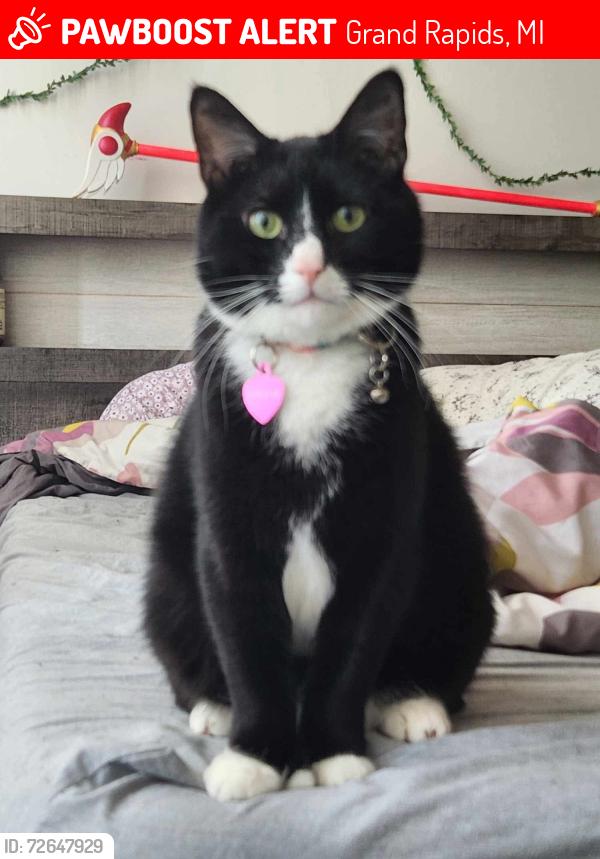 Lost Male Cat last seen MLK Street, Grand Rapids, MI 49506