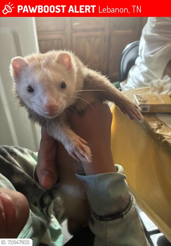 Lost Male Ferret last seen Main st , Lebanon, TN 37087
