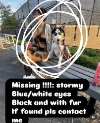 Lost Female Dog last seen Near W Ontario Street Philadelphia Pa 19134, Philadelphia, PA 19140