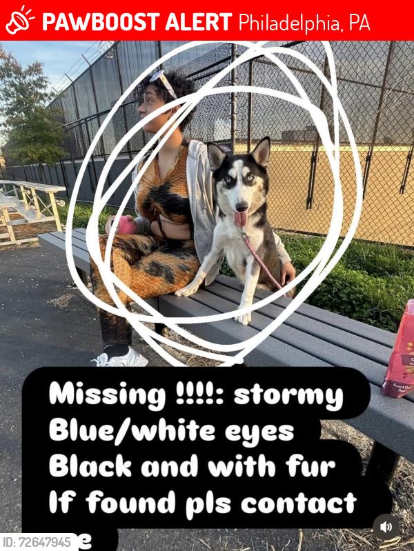 Lost Female Dog last seen Near W Ontario Street Philadelphia Pa 19134, Philadelphia, PA 19140