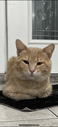 Lost Male Cat last seen Near , North Providence, RI 02911