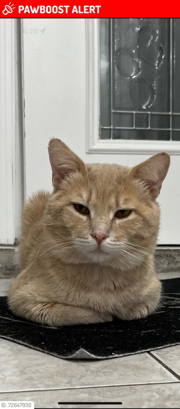 Lost Male Cat last seen Near , North Providence, RI 02911