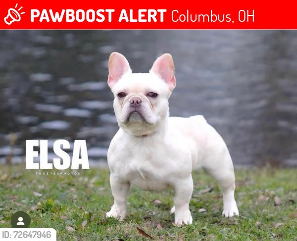 Lost Female Dog last seen Vanderberg , Columbus, OH 43204