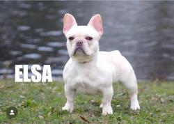 Lost Female Dog last seen Vanderberg , Columbus, OH 43204