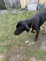Found/Stray Male Dog last seen Jenner st , Seven Springs Homes, FL 34655