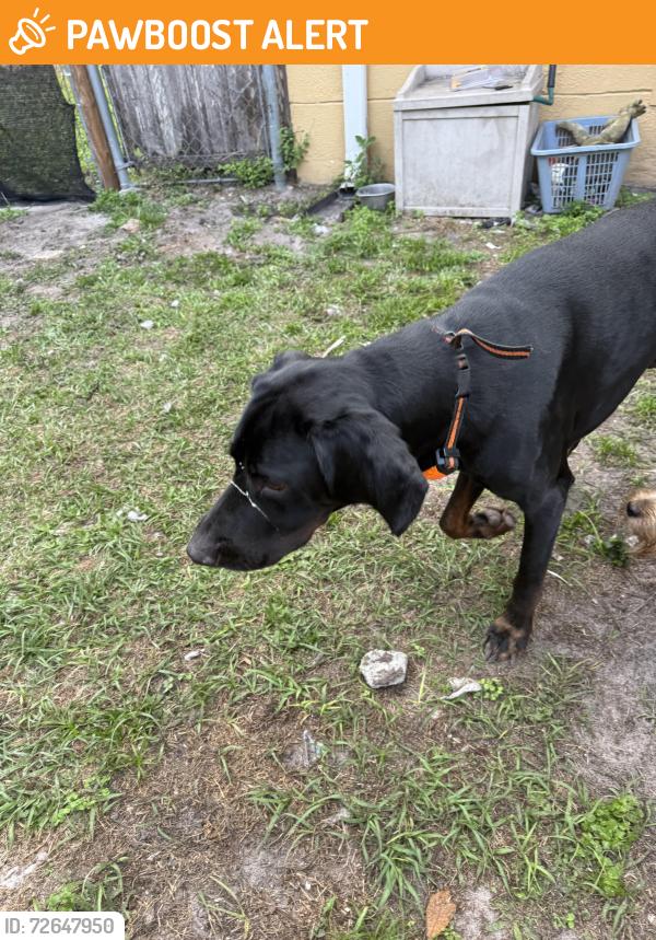 Found/Stray Male Dog last seen Jenner st , Seven Springs Homes, FL 34655
