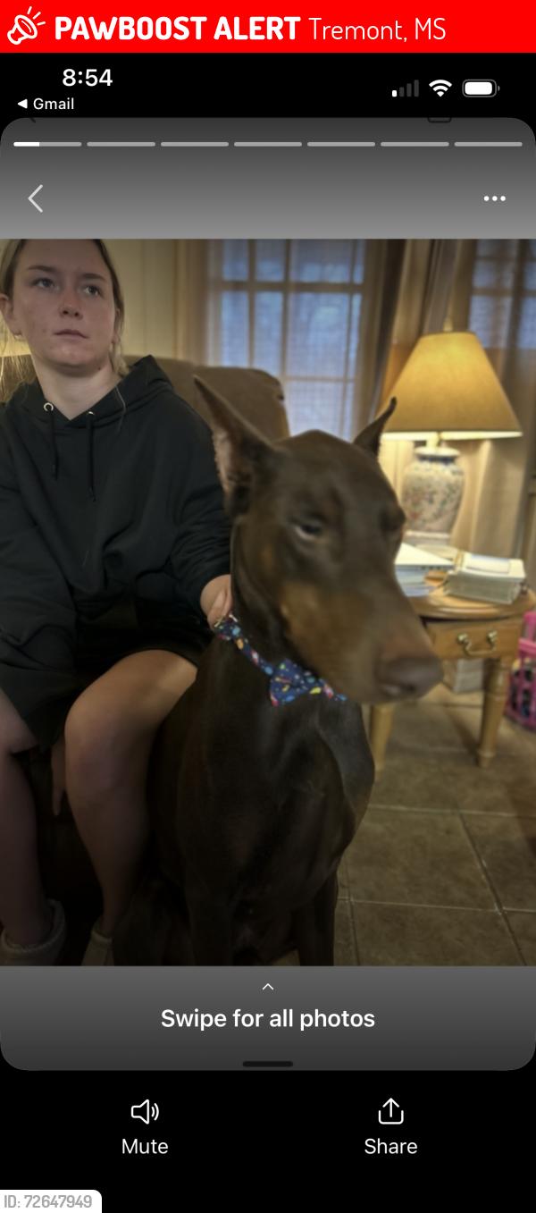 Lost Male Dog last seen Wilson Road, Tremont, MS, Tremont, MS 38876