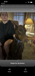 Lost Male Dog last seen Wilson Road, Tremont, MS, Tremont, MS 38876