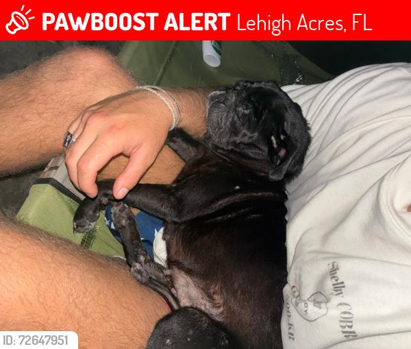 Lost Female Dog last seen Neighborhoods between gunnery and sunshine , Lehigh Acres, FL 33976