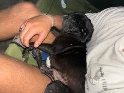 Lost Female Dog last seen Neighborhoods between gunnery and sunshine , Lehigh Acres, FL 33976