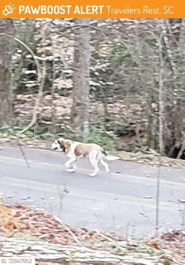 Found/Stray Unknown Dog last seen Keeler Mill Rd and Dogwood Rd and Jordan Dr , Travelers Rest, SC 29690