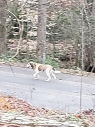 Found/Stray Unknown Dog last seen Keeler Mill Rd and Dogwood Rd and Jordan Dr , Travelers Rest, SC 29690