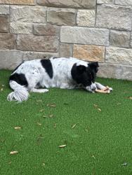 Found/Stray Male Dog last seen Joe Carrillo , Seguin, TX 78155