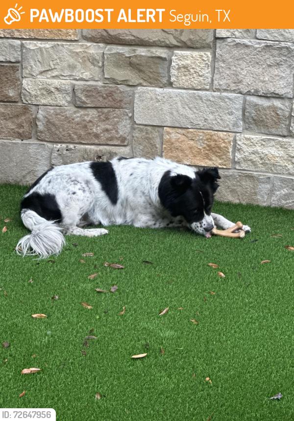 Found/Stray Male Dog last seen Joe Carrillo , Seguin, TX 78155