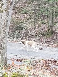 Found/Stray Unknown Dog last seen Jordan Dr Keeler Mill Dogwood Old Whitehorse, Travelers Rest, SC 29690