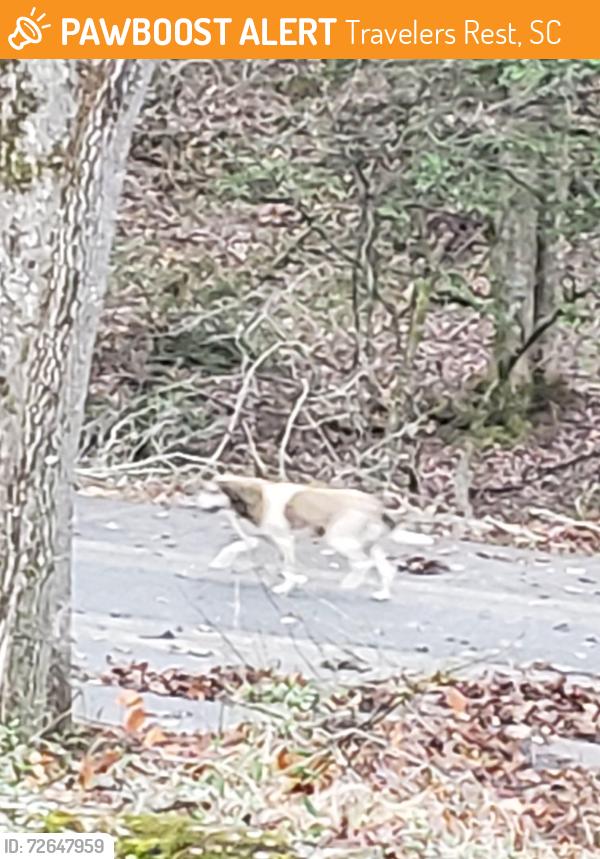 Found/Stray Unknown Dog last seen Jordan Dr Keeler Mill Dogwood Old Whitehorse, Travelers Rest, SC 29690