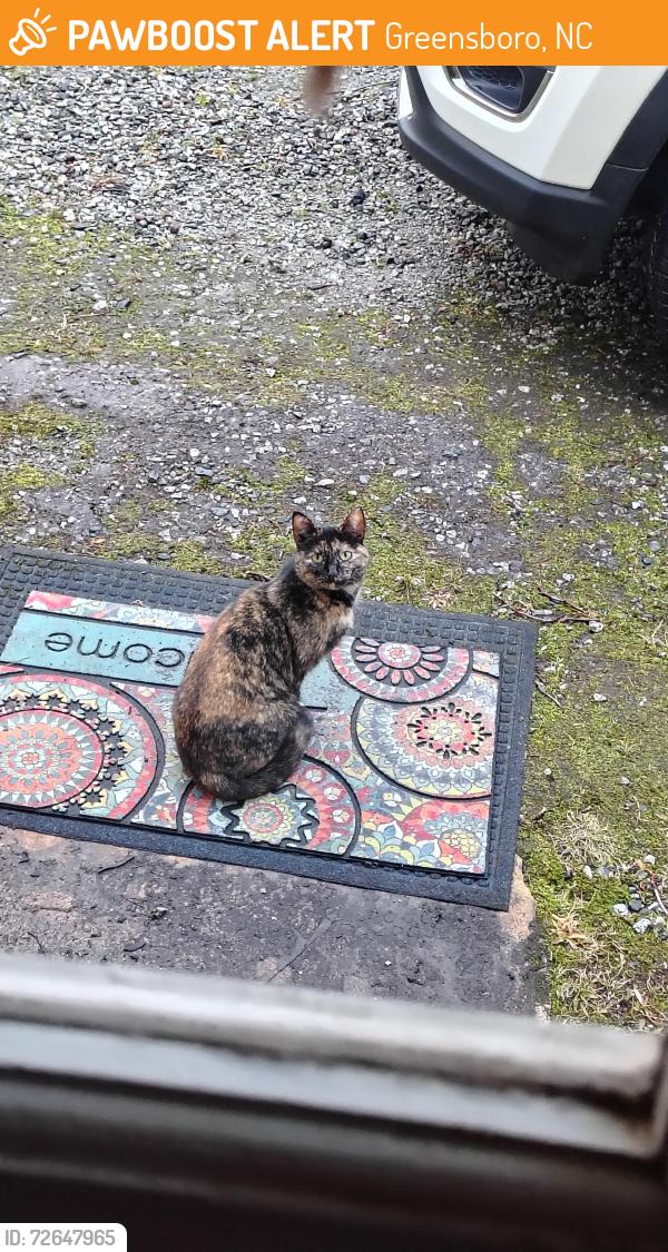 Found/Stray Female Cat last seen Pisgah Church Road and Martha's Place, Greensboro, NC 27408