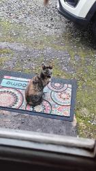 Found/Stray Female Cat last seen Pisgah Church Road and Martha's Place, Greensboro, NC 27408