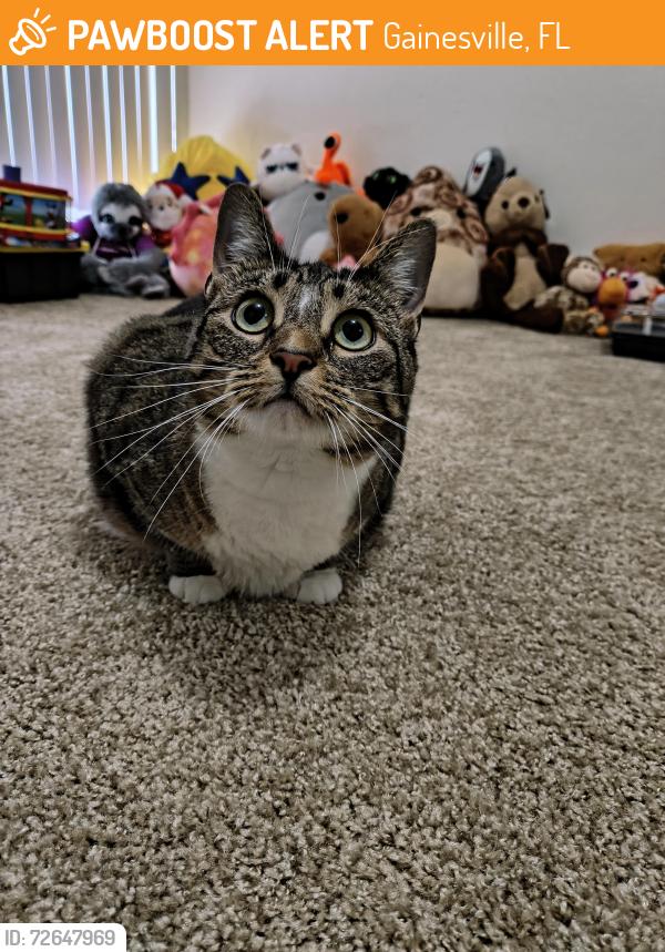 Found/Stray Female Cat last seen The Gardens apmts , Gainesville, FL 32601