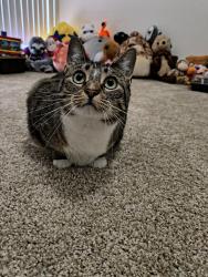 Found/Stray Female Cat last seen The Gardens apmts , Gainesville, FL 32601