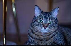 Lost Female Cat last seen Warrington and Santa Maria , Detroit, MI 48221