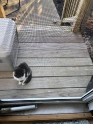 Found/Stray Male Cat last seen Crosby and S Meridian, Indianapolis, IN 46217