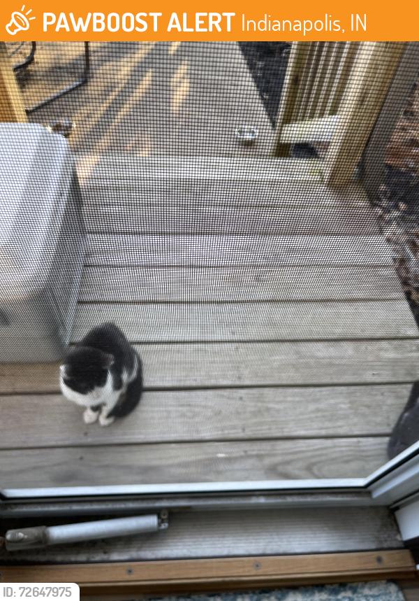 Found/Stray Male Cat last seen Crosby and S Meridian, Indianapolis, IN 46217