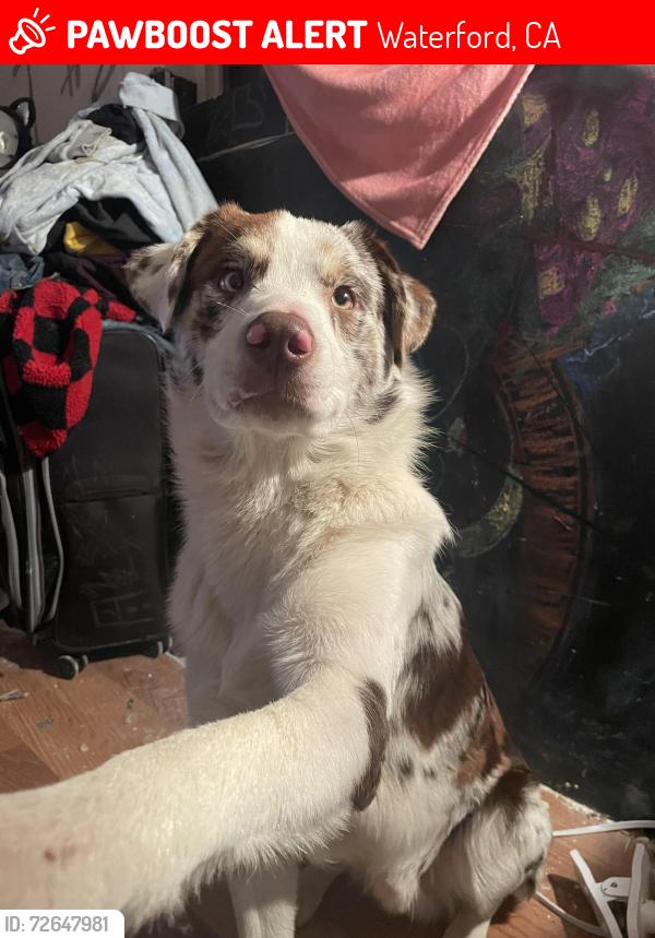 Lost Male Dog last seen First street , Waterford, CA 95386