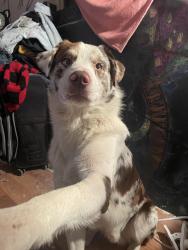 Lost Male Dog last seen First street , Waterford, CA 95386