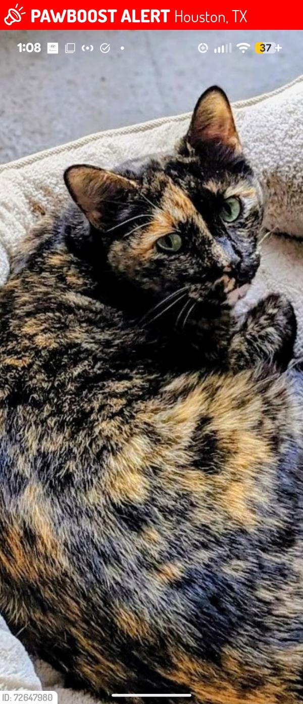 Lost Female Cat last seen Lakeside ests Drive , Houston, TX 77042
