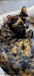 Lost Female Cat last seen Lakeside ests Drive , Houston, TX 77042