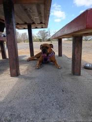 Lost Female Dog last seen Memorial high school/ memorial library , San Antonio, TX 78228