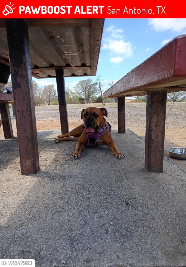Lost Female Dog last seen Memorial high school/ memorial library , San Antonio, TX 78228