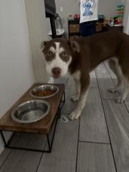 Found/Stray Female Dog last seen Vick road , Apopka, FL 32712