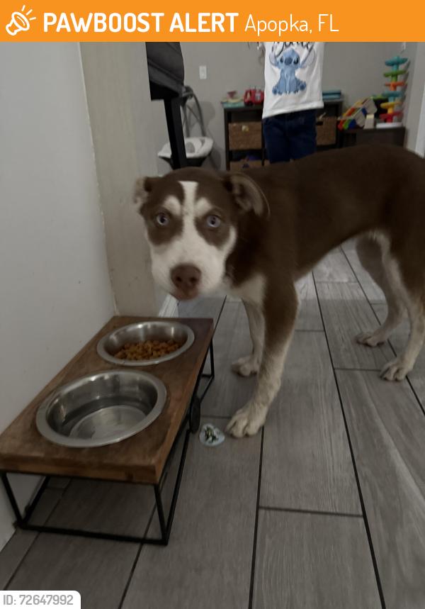 Found/Stray Female Dog last seen Vick road , Apopka, FL 32712