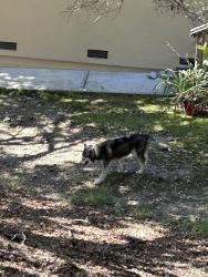 Found/Stray Unknown Dog last seen Between San Juan blvd and Barclay way, Belmont, CA 94002