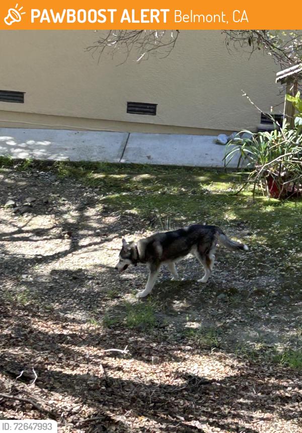 Found/Stray Unknown Dog last seen Between San Juan blvd and Barclay way, Belmont, CA 94002