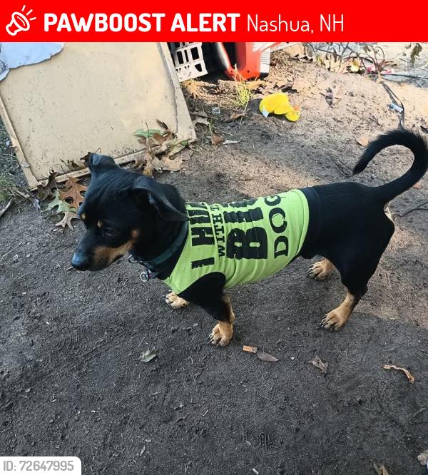 Lost Male Dog last seen Mason st, Nashua, NH 03060