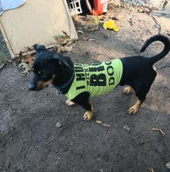 Lost Male Dog last seen Mason st, Nashua, NH 03060