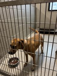 Found/Stray Female Dog last seen Travelers Rest Police Dept., Travelers Rest, SC 29690