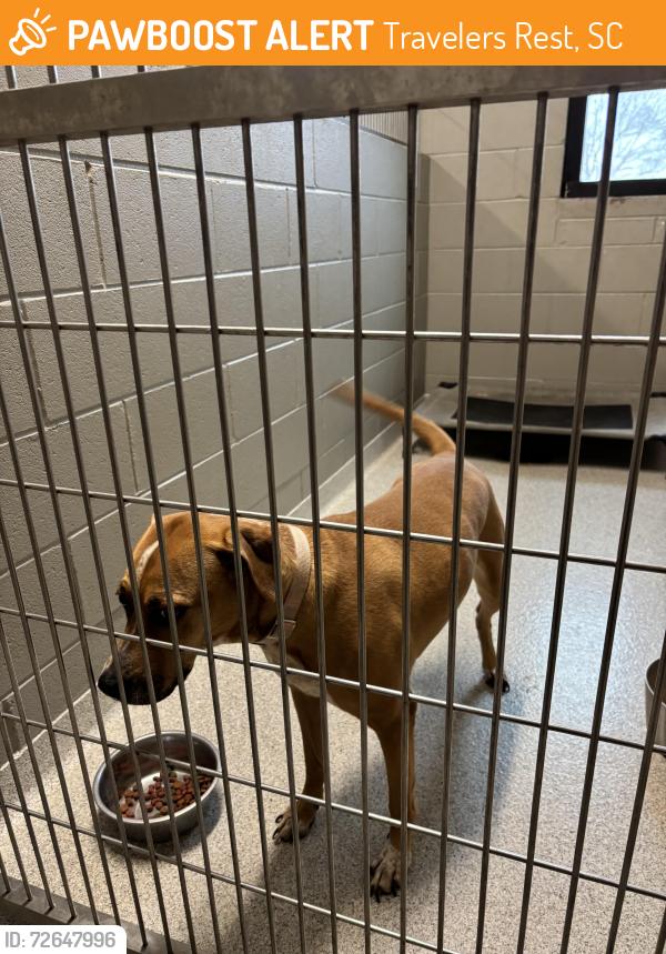 Found/Stray Female Dog last seen Travelers Rest Police Dept., Travelers Rest, SC 29690