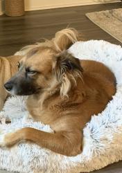 Lost Female Dog last seen 150th and Post, Jones, OK 73049