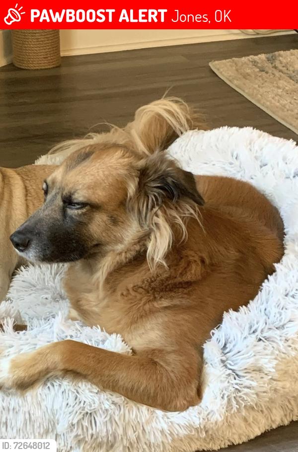 Lost Female Dog last seen 150th and Post, Jones, OK 73049