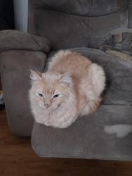 Lost Male Cat last seen  Ave and United Ave, Grant park., Atlanta, GA 30312
